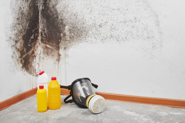 Office Mold Removal Services in Chalfont, PA