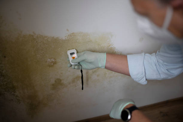 Best Local Mold Removal Service  in Chalfont, PA