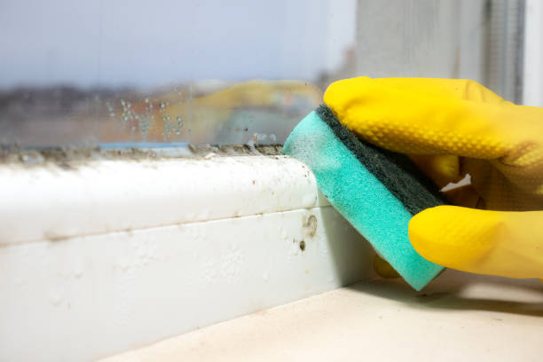 Best Mold Remediation Experts  in Chalfont, PA
