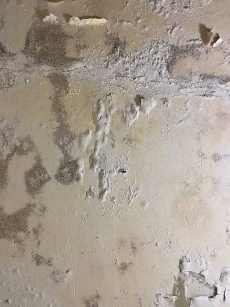 Best Affordable Mold Removal  in Chalfont, PA