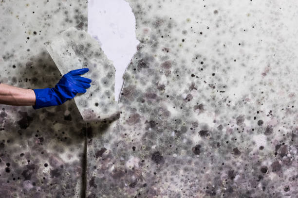 Best Home Mold Removal  in Chalfont, PA