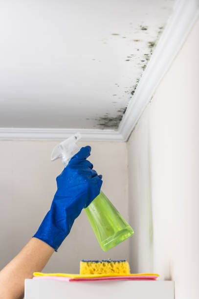 Best Commercial Mold Removal  in Chalfont, PA