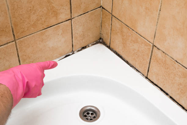 Best Toxic Mold Removal  in Chalfont, PA